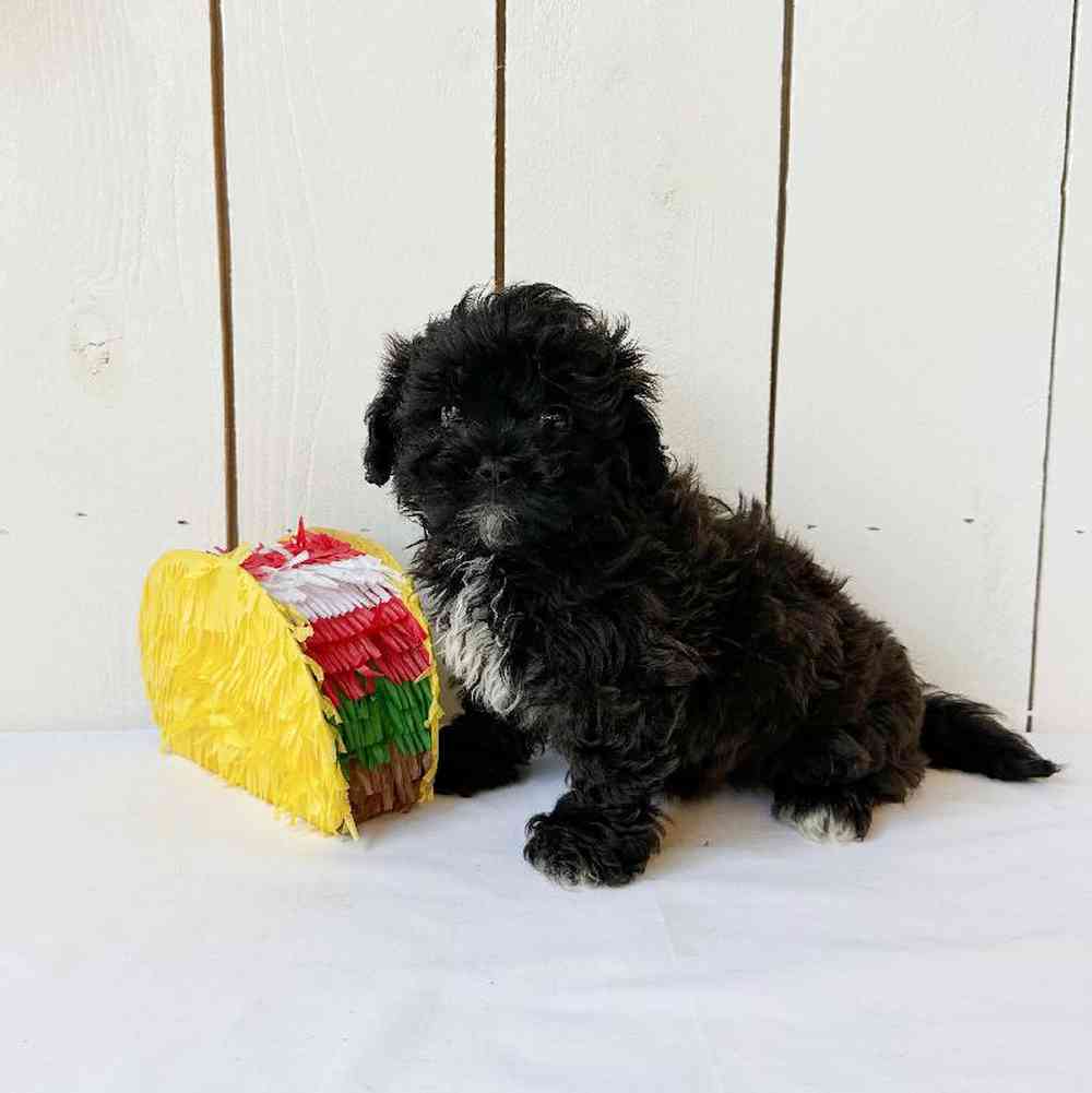 Male Shipoo Puppy for Sale in Las Vegas, NV