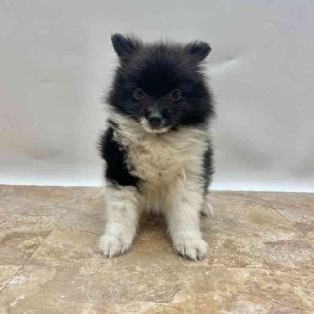 Male Pomeranian Puppy for Sale in St. George, UT