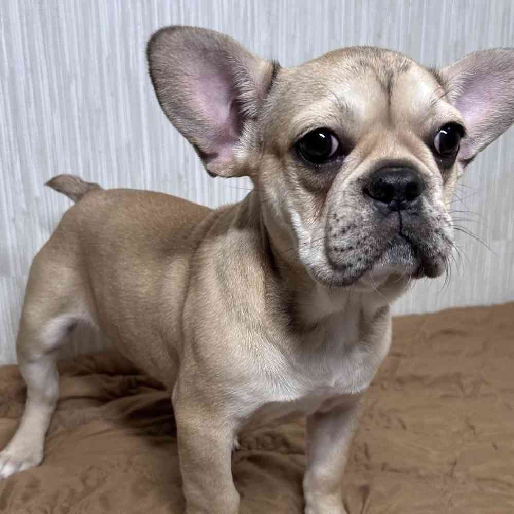 Male French Bulldog Puppy for Sale in Vineyard, UT