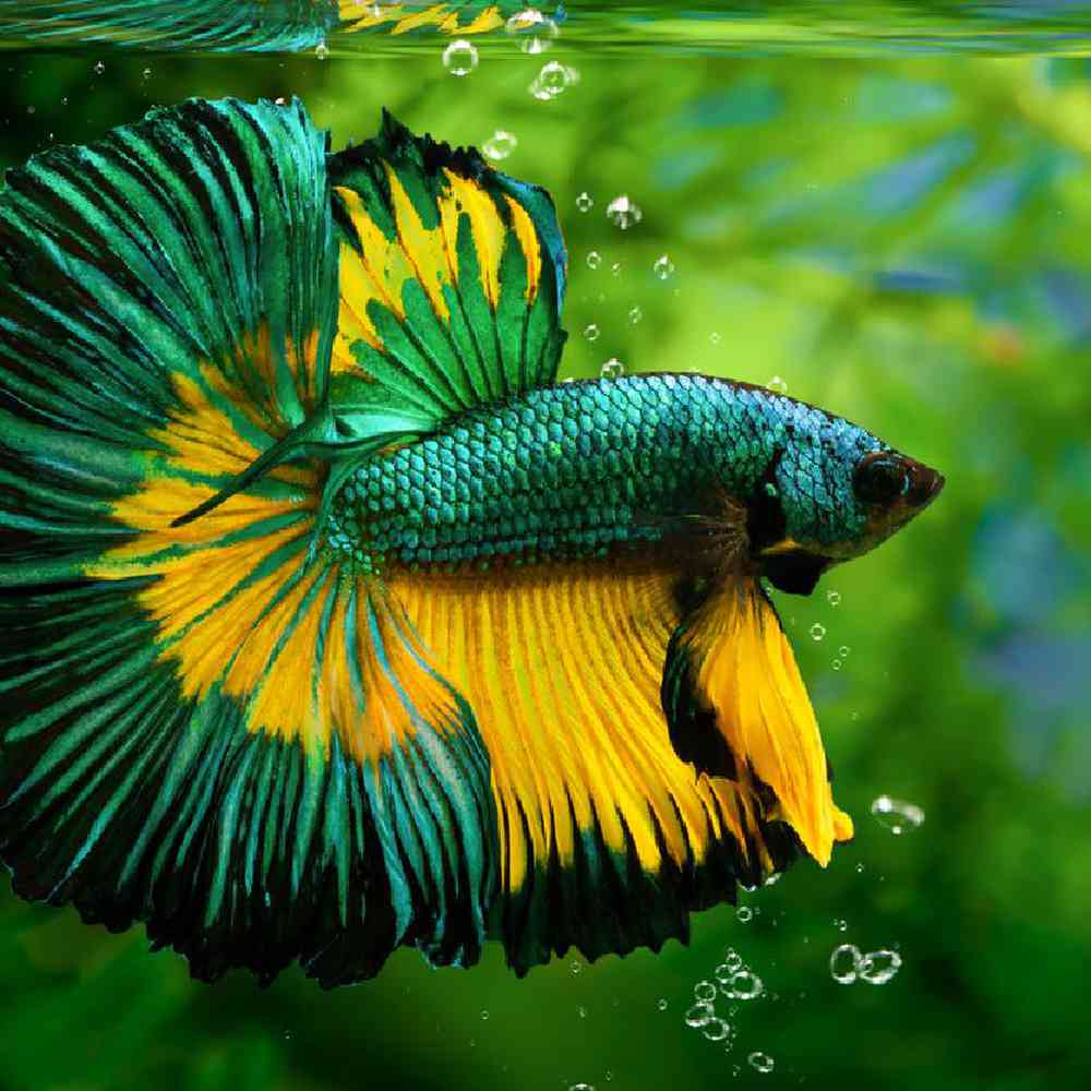 Unknown Betta Freshwater Fish for sale