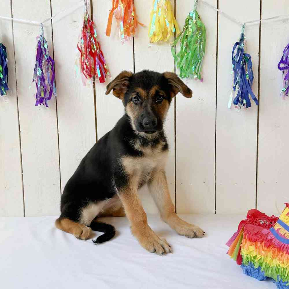 Female German Shepherd Puppy for Sale in Las Vegas, NV