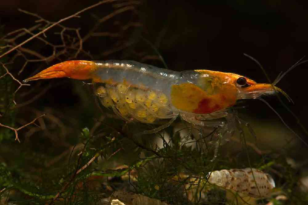 Unknown Shrimp Rili Orange Freshwater Inverts for sale