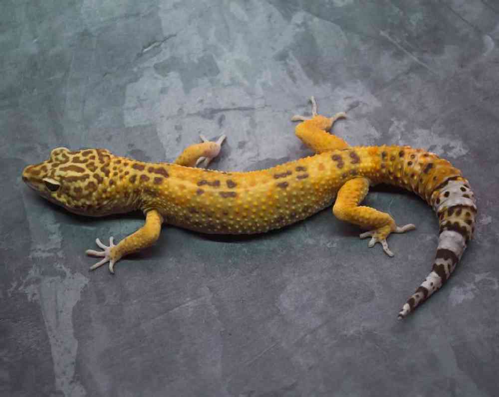 Unknown Gecko Albino Leopard Reptile for sale