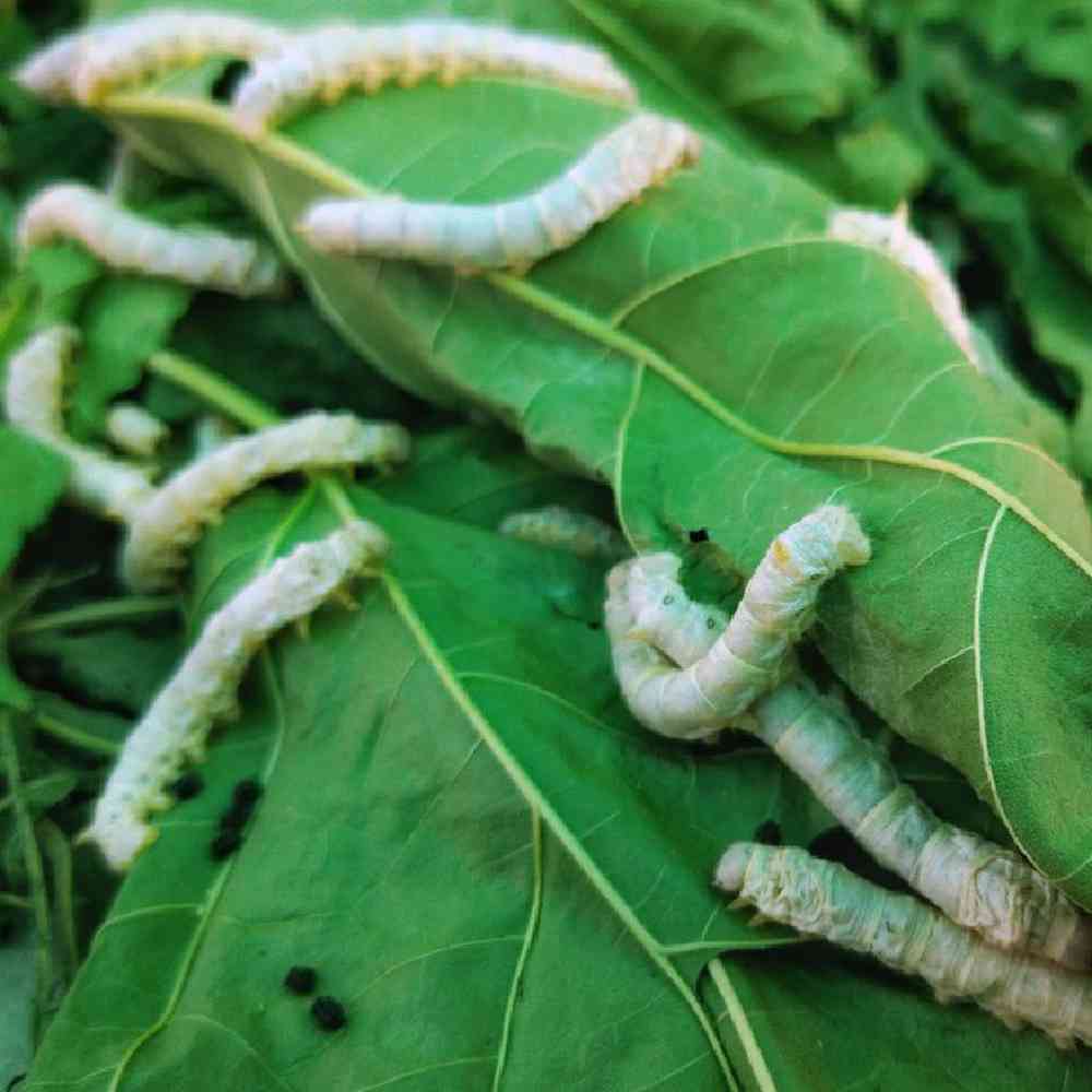 Unknown Silkworms Bugs & Feeder for sale