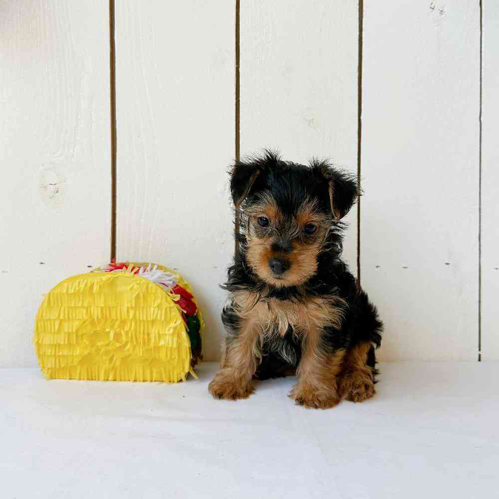 Male Yorkie Puppy for Sale in Las Vegas, NV