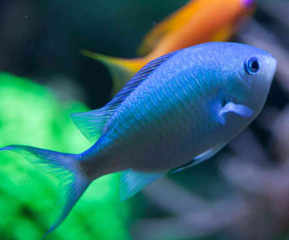 Unknown Damsel Blue Green Saltwater Fish for sale
