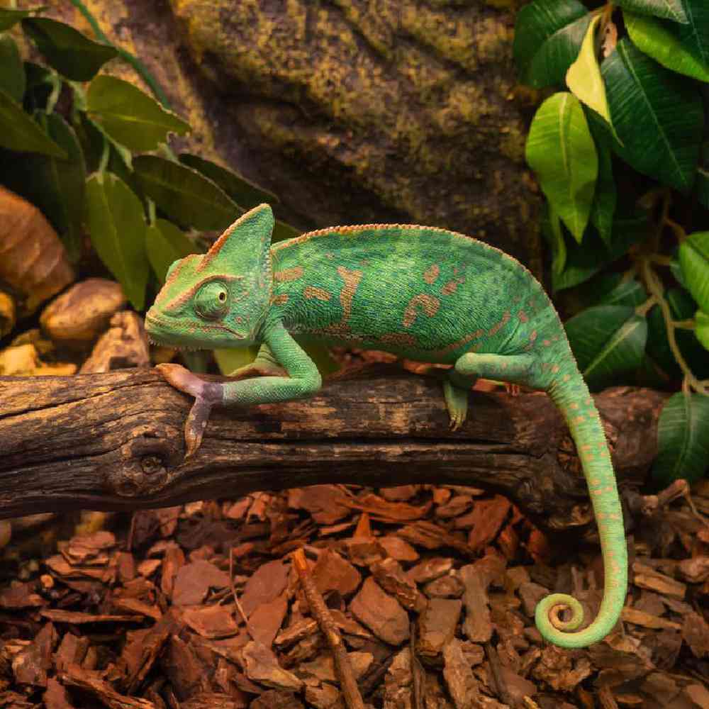 Unknown Chameleon Veiled Reptile for sale