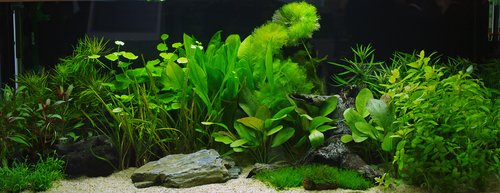plants for aquarium tanks