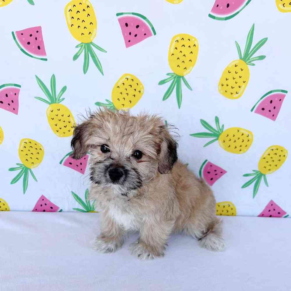 Female Morkie Puppy for Sale in Henderson, NV
