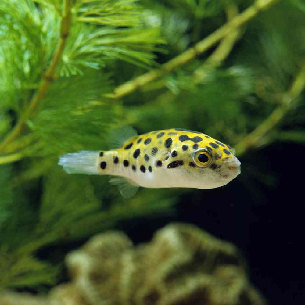 Unknown Freshwater Puffer Freshwater Fish for sale