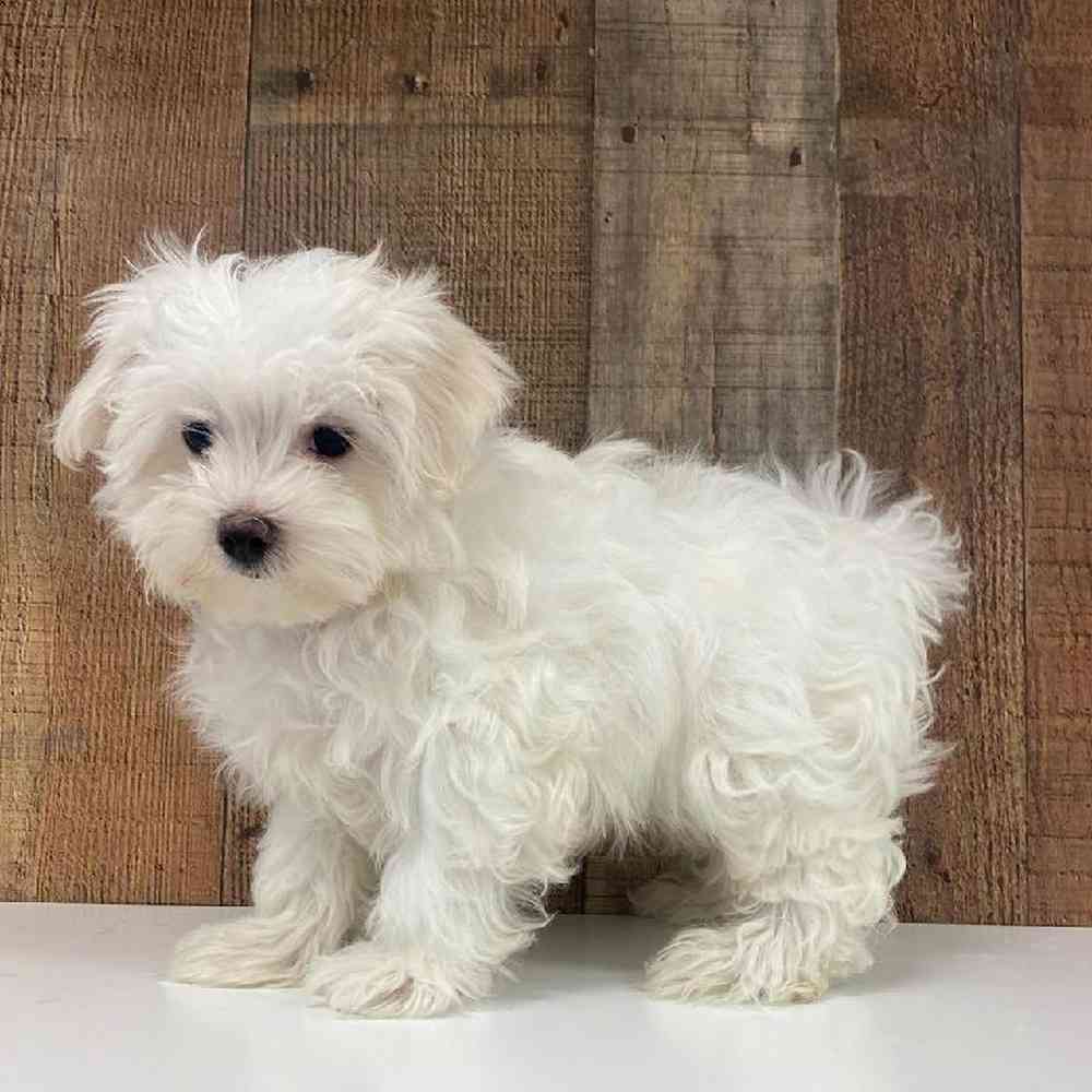 Male Maltese Puppy for Sale in Las Vegas, NV