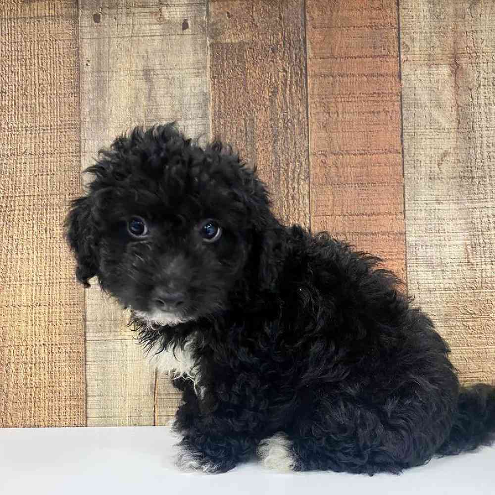 Male Bernedoodle Mini 2nd Gen Puppy for Sale in Las Vegas, NV