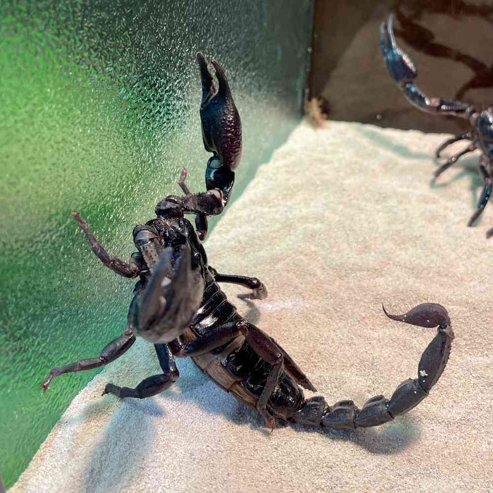 Scorpion Black Forest