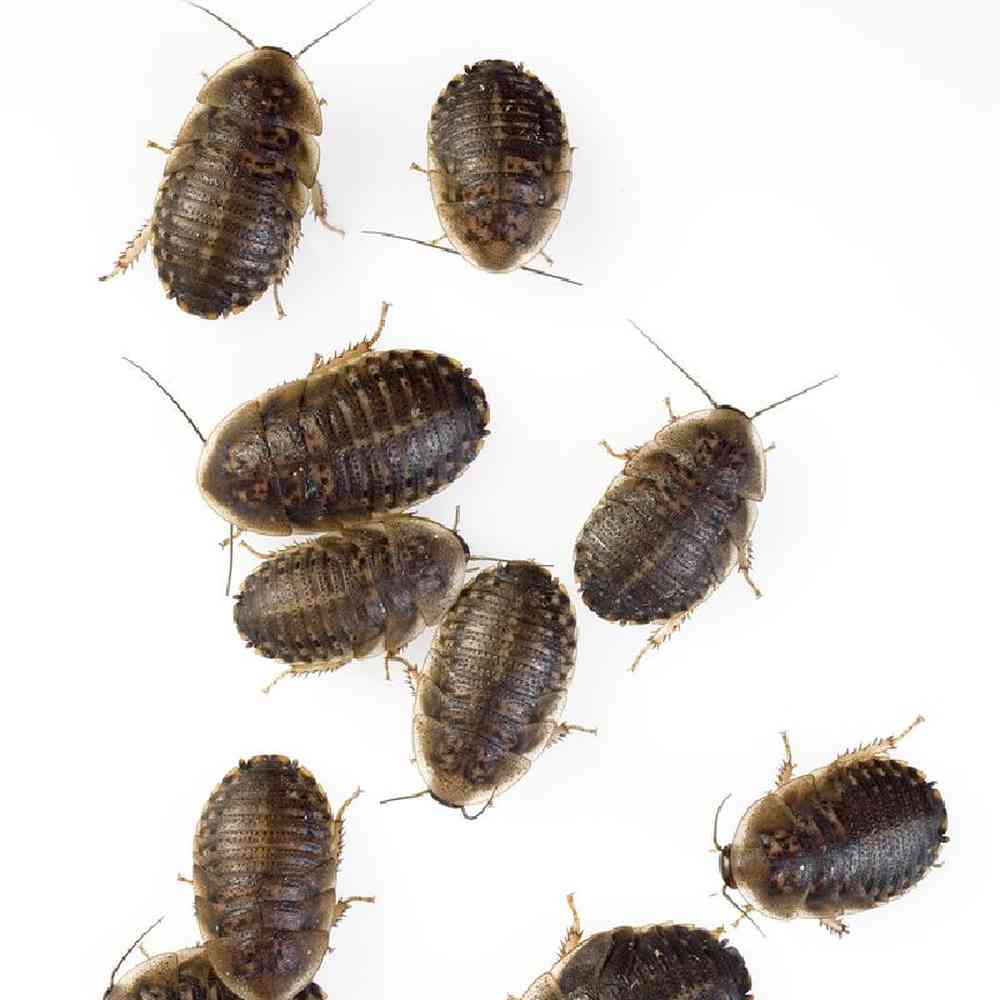 Dubia Roaches Small Medium Large