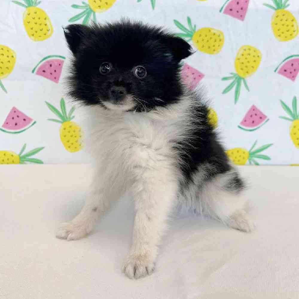 Male Pomeranian Puppy for Sale in Henderson, NV