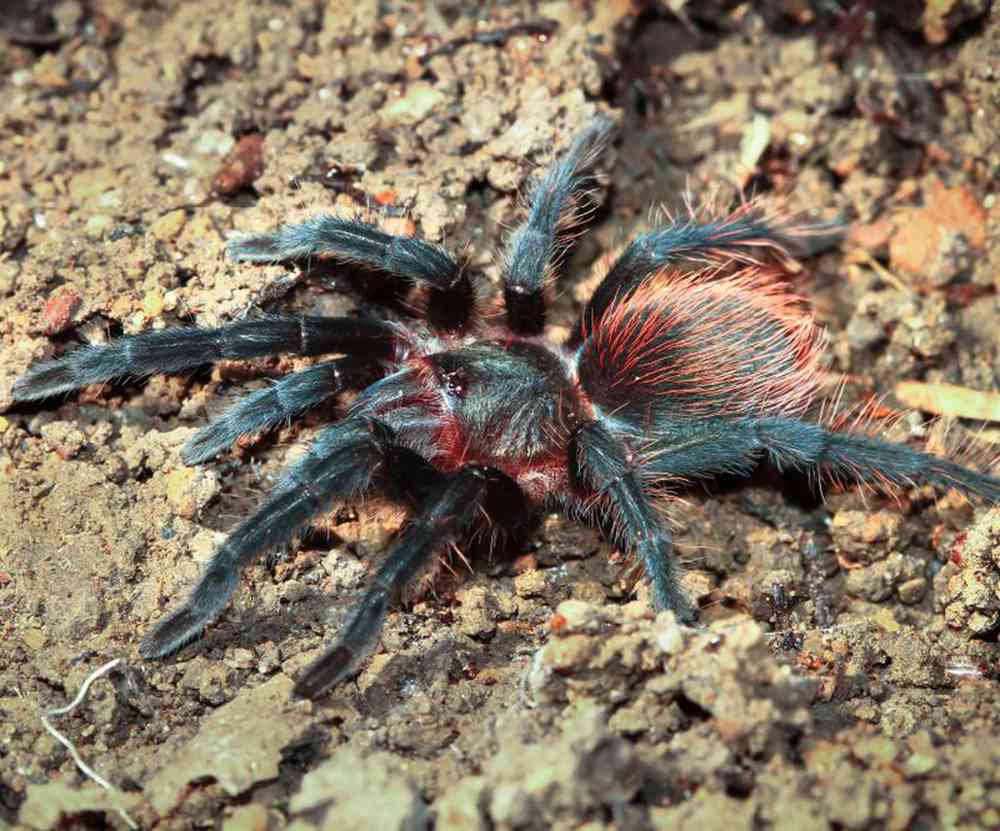 Unknown Tarantula Mexican Red Rump Arachnids for sale