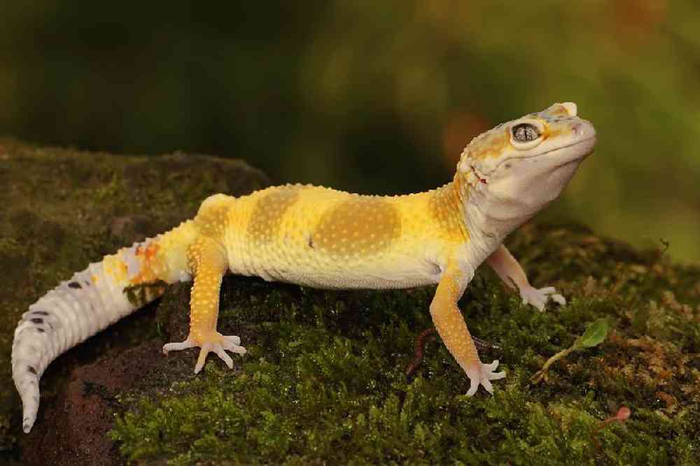 Unknown Gecko Jungle High Yellow Leopard Reptile for sale