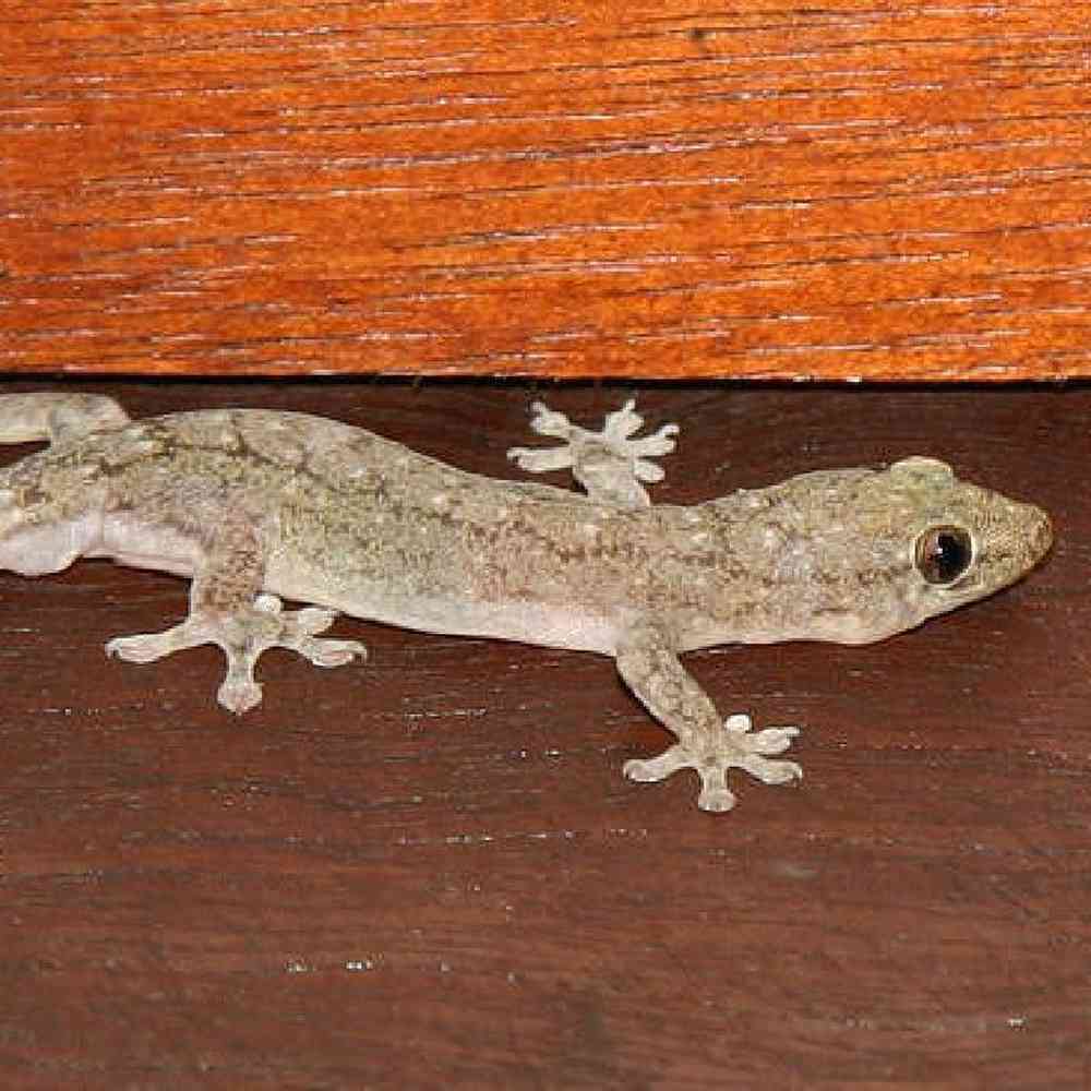 Unknown Common House Gecko Reptile for sale