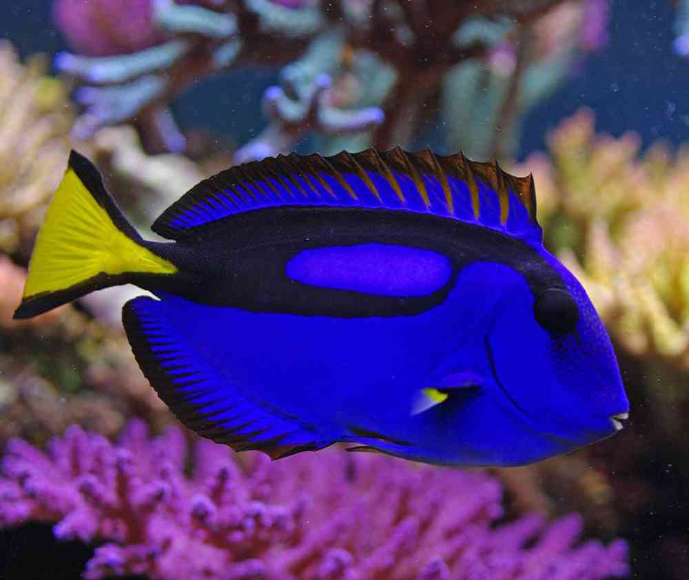 Unknown Tangs Blue Hippo Saltwater Fish for sale