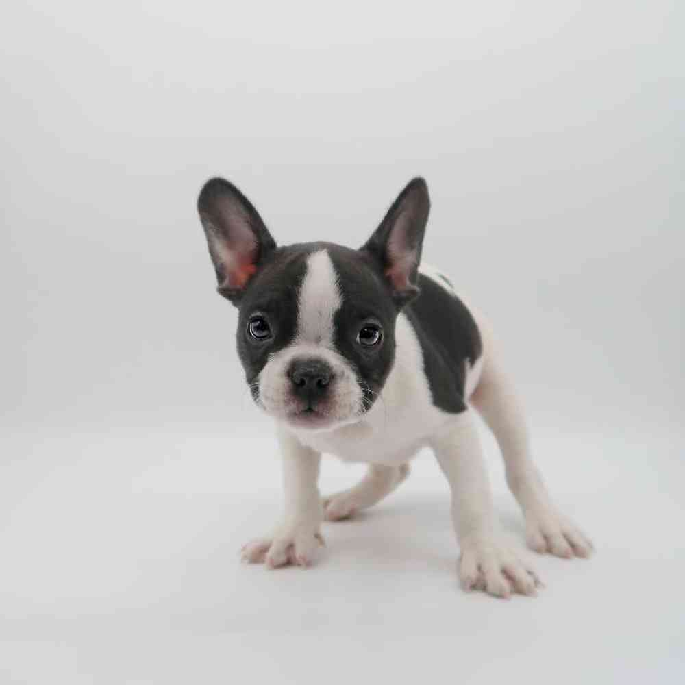 Male French Bulldog Puppy for Sale in Henderson, NV