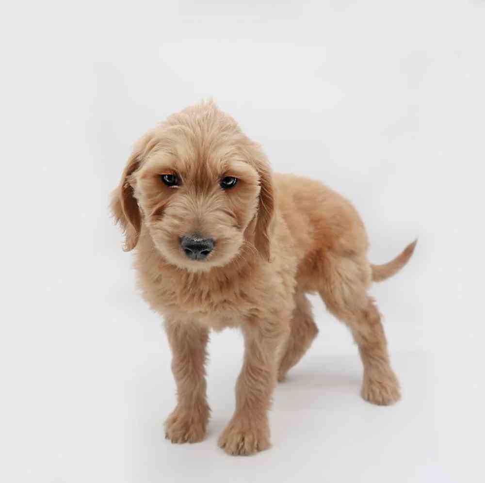 Female Goldendoodle Puppy for Sale in Henderson, NV