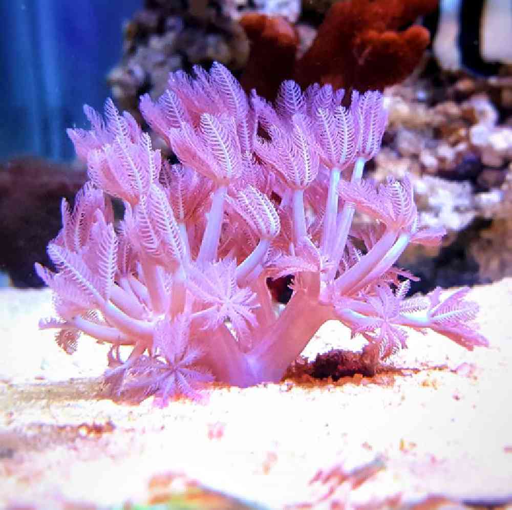 Soft Coral Pulsing Xenia