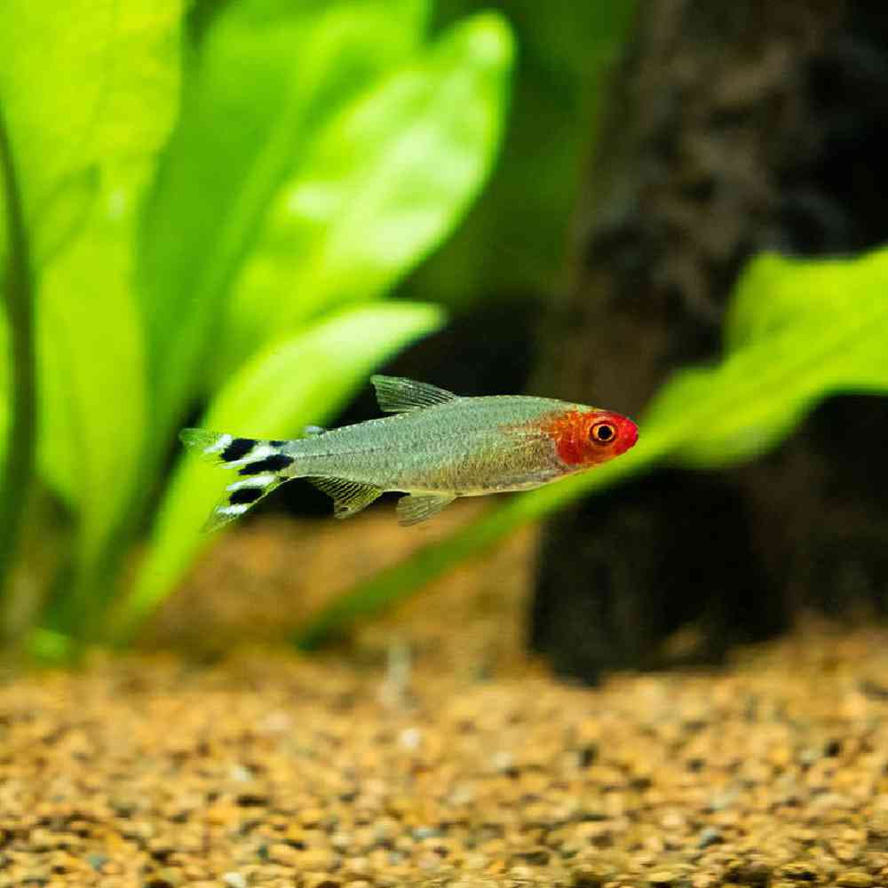 Unknown Tetras Freshwater Fish for sale