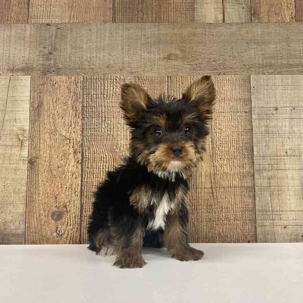 Female Yorkie Puppy for Sale in Las Vegas, NV