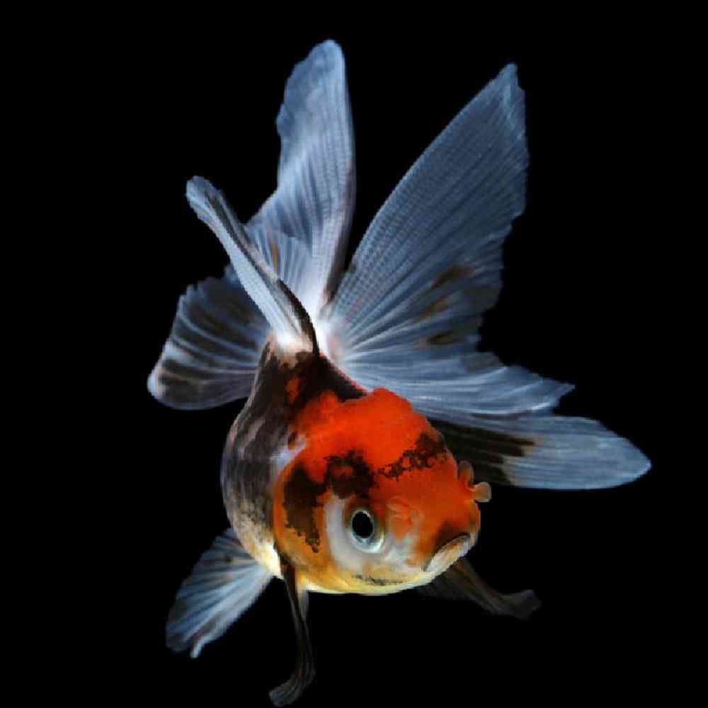 Unknown Goldfish Fancy Freshwater Fish for sale