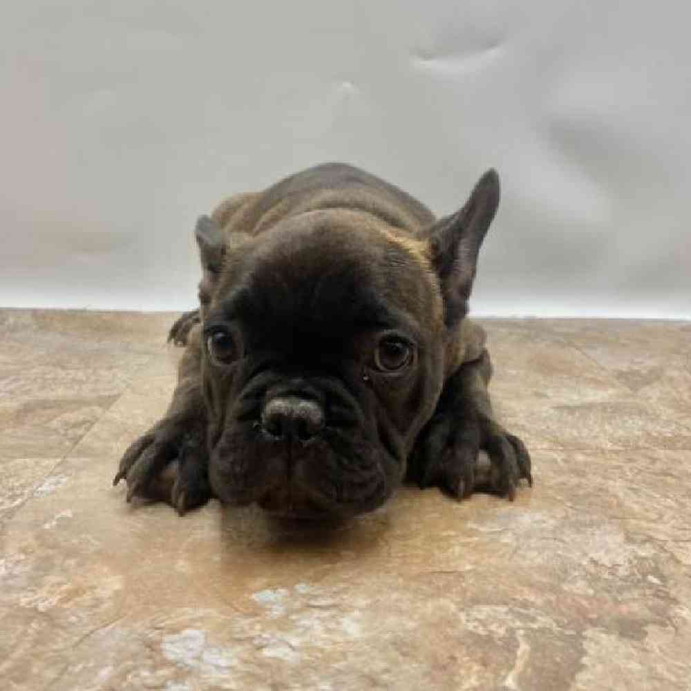 Male French Bulldog Puppy for Sale in St. George, UT