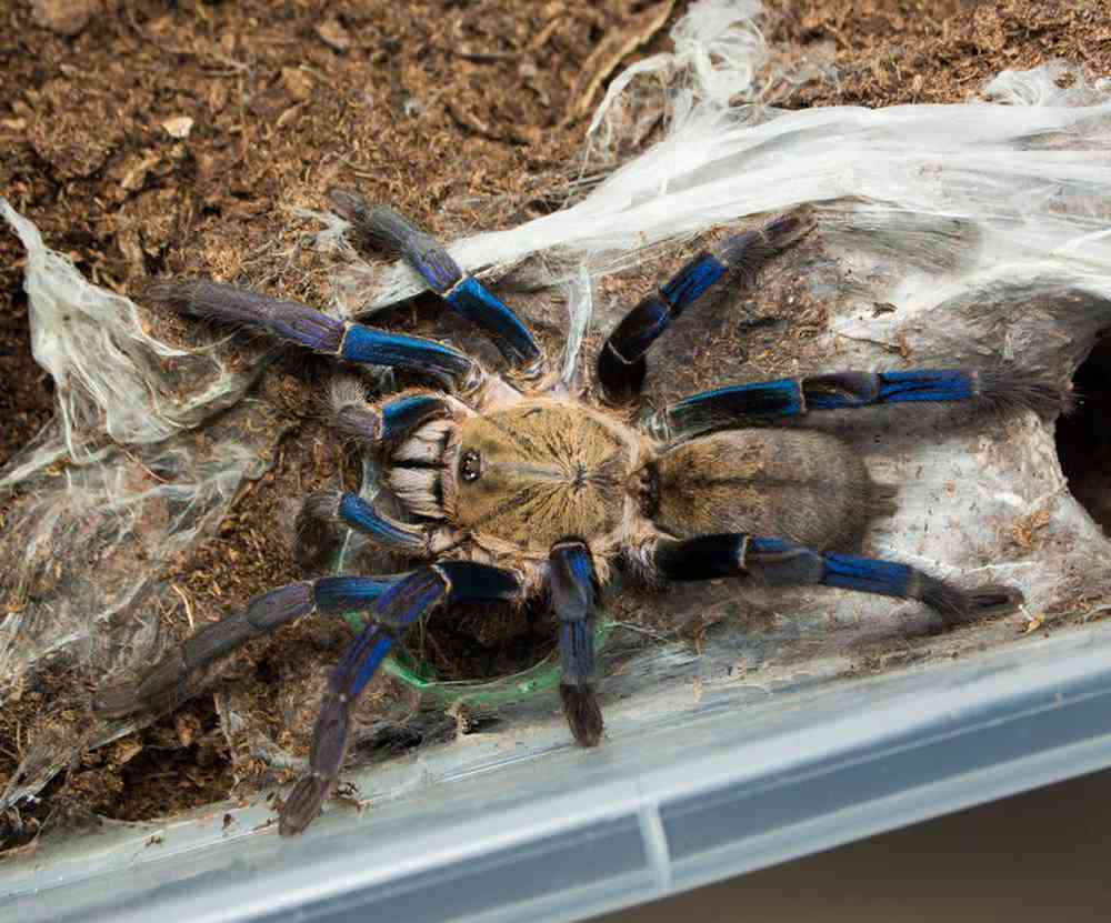 Unknown Tarantula Cobalt Blue Arachnids for sale