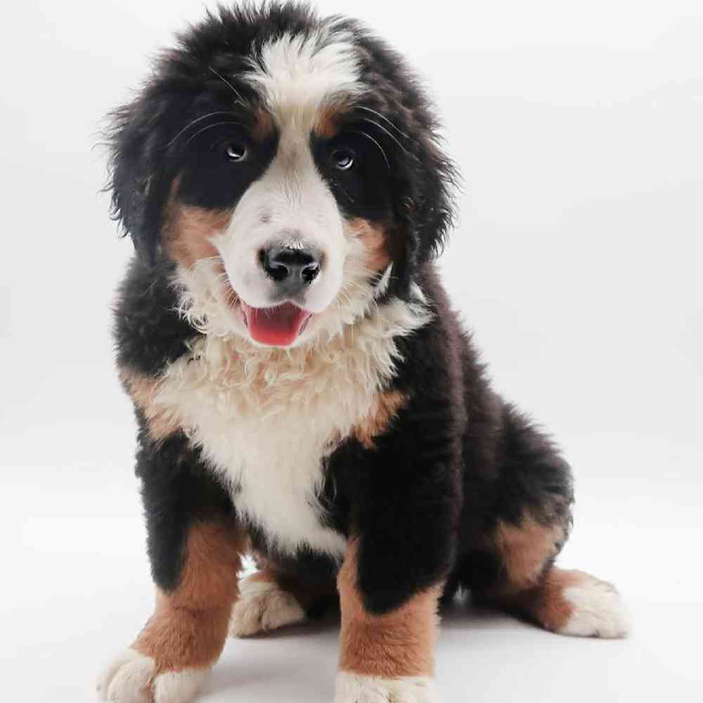 Male Bernese Mountain Dog Puppy for Sale in Henderson, NV
