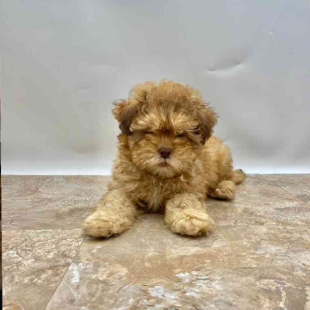 Female Shipoo Puppy for Sale in St. George, UT