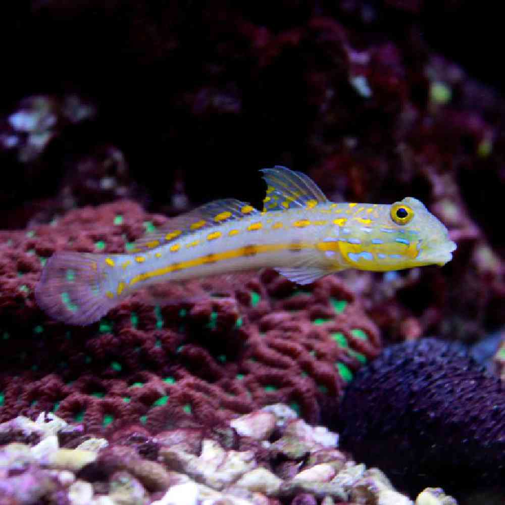 Unknown Gobies Watchman Diamond Saltwater Fish for sale