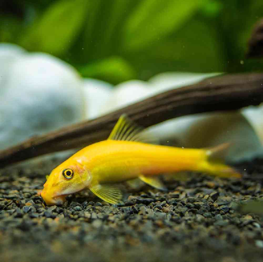 Unknown Suckermouth Cats Freshwater Fish for sale