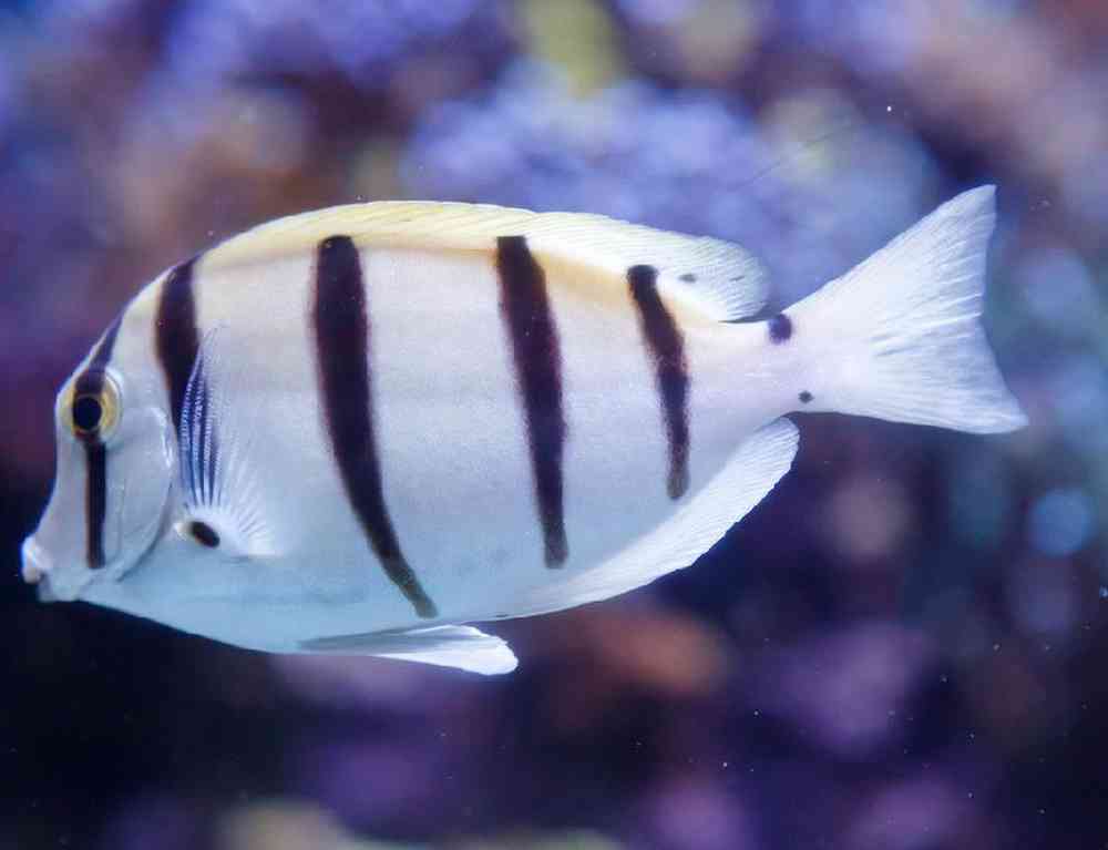 Unknown Tangs Convict Saltwater Fish for sale
