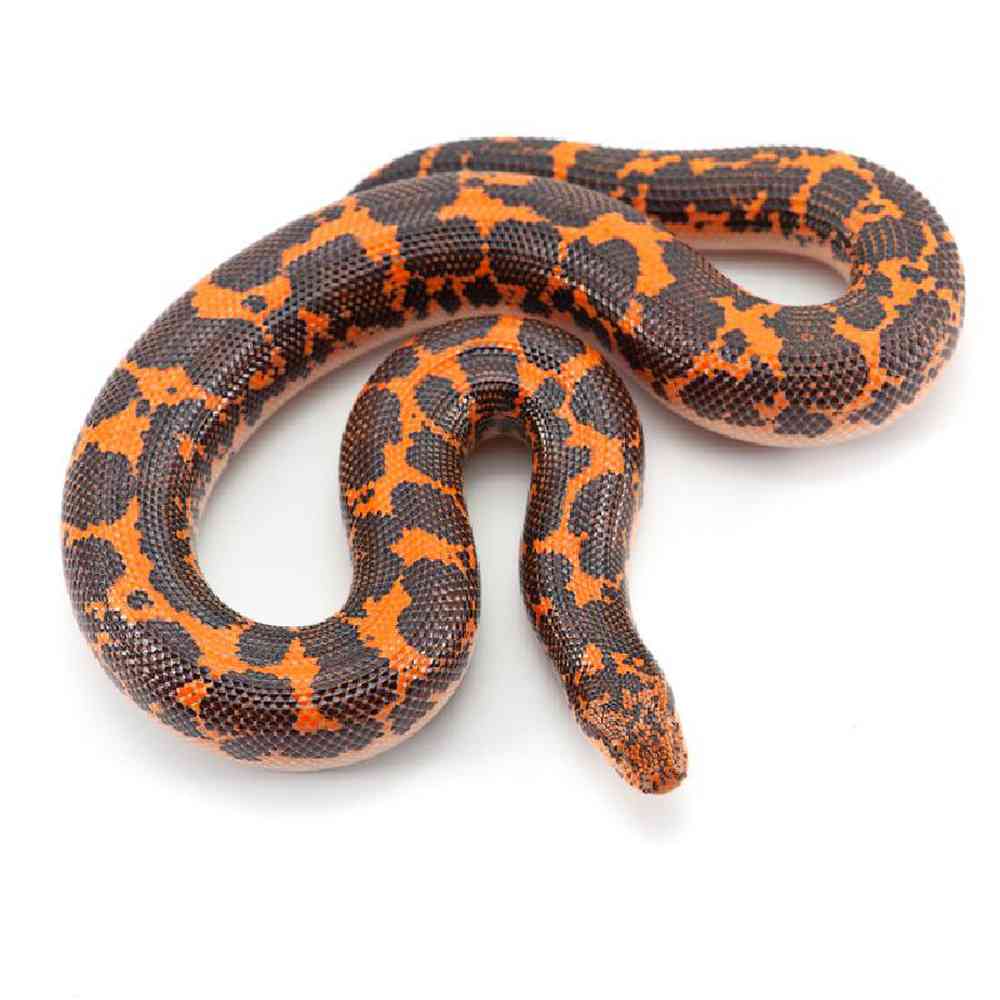 Unknown Snake Boa Sand Boa Reptile for sale