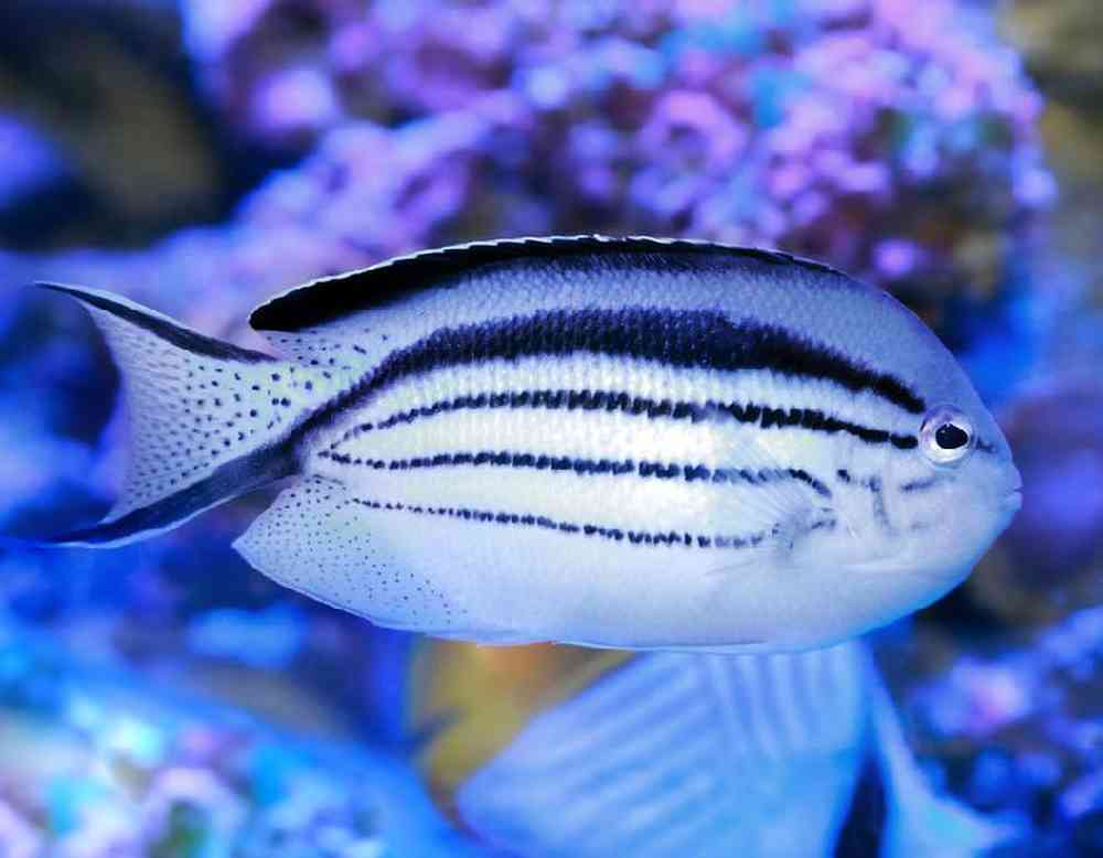Unknown Angel Lamarck Saltwater Fish for sale