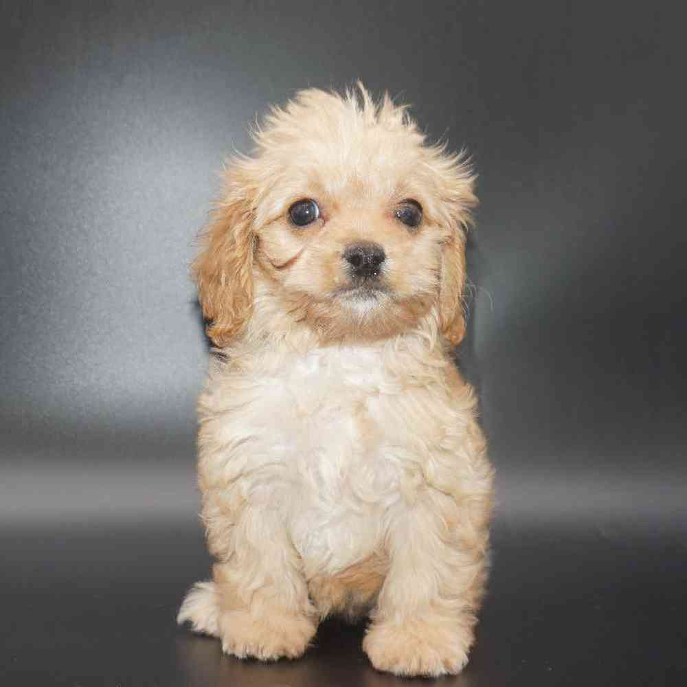 Female Cavapoo Puppy for Sale in St. George, UT