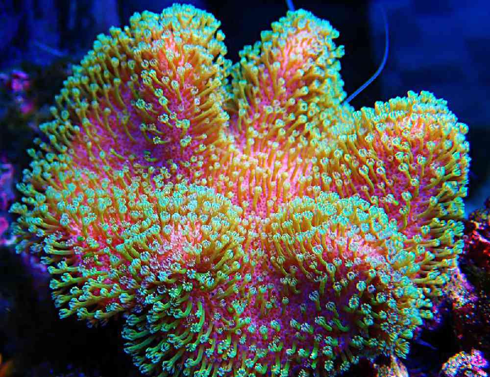 Unknown Soft Coral Leather Bloom Coral for sale