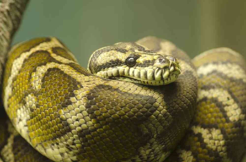 Snake Boa Constrictor Colombian