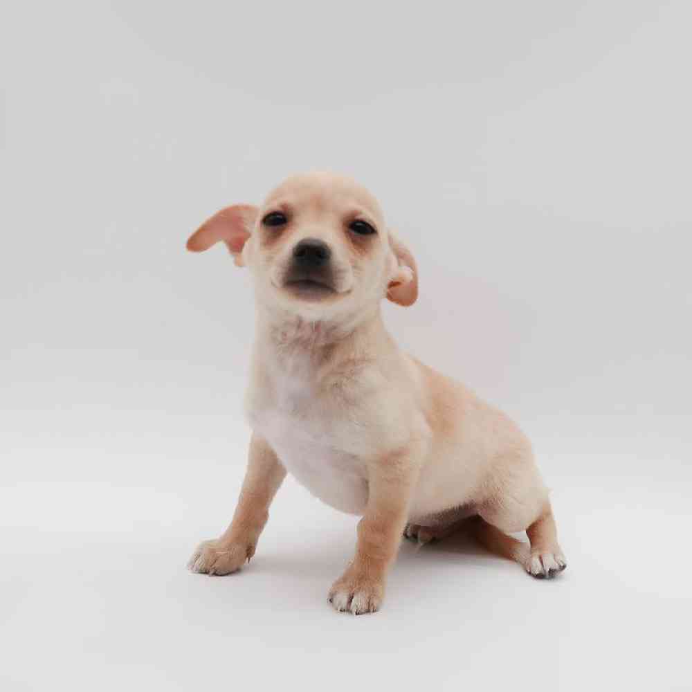 Male Chihuahua Puppy for Sale in Henderson, NV