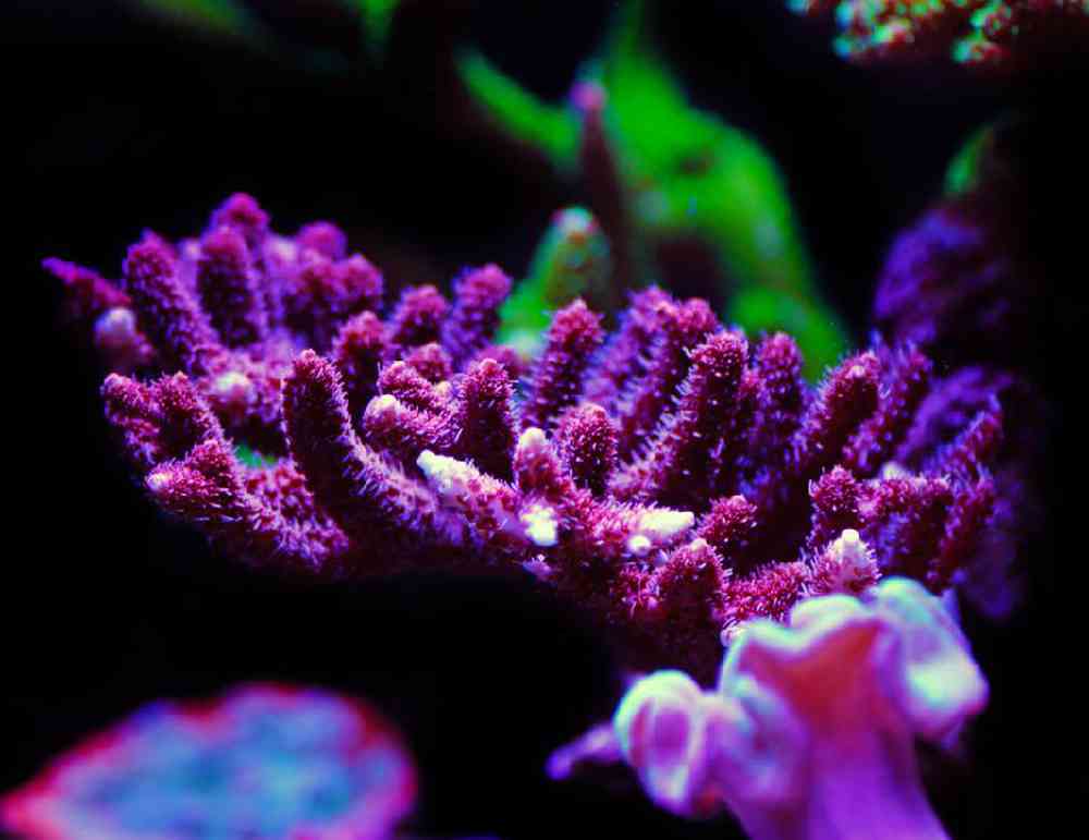 Unknown Acropora Purple Royal Coral for sale