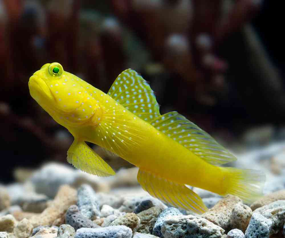 Unknown Gobies Yellow Watcman Saltwater Fish for sale