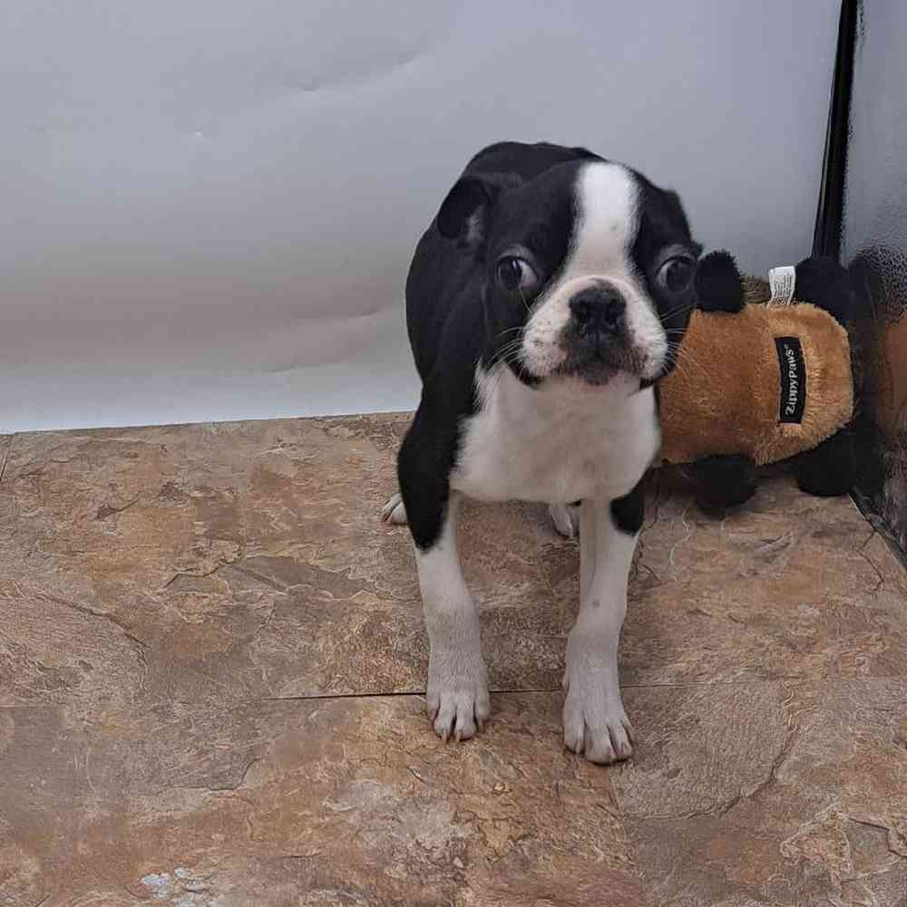 Male Boston Terrier Puppy for Sale in Las Vegas, NV