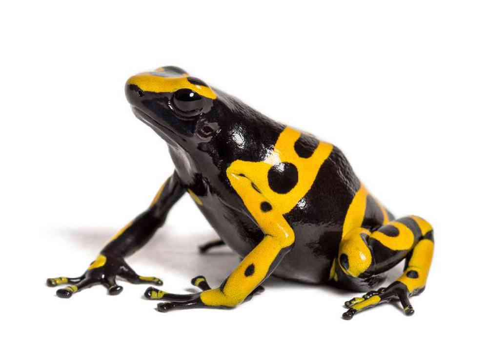 Unknown Frog Dart Frog (Non Venemous) Amphibian for sale