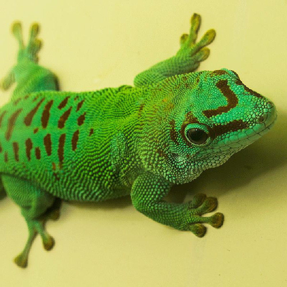 Unknown Giant Day Gecko Reptile for sale