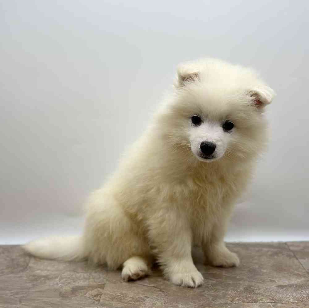 Male American Eskimo Puppy for Sale in St. George, UT