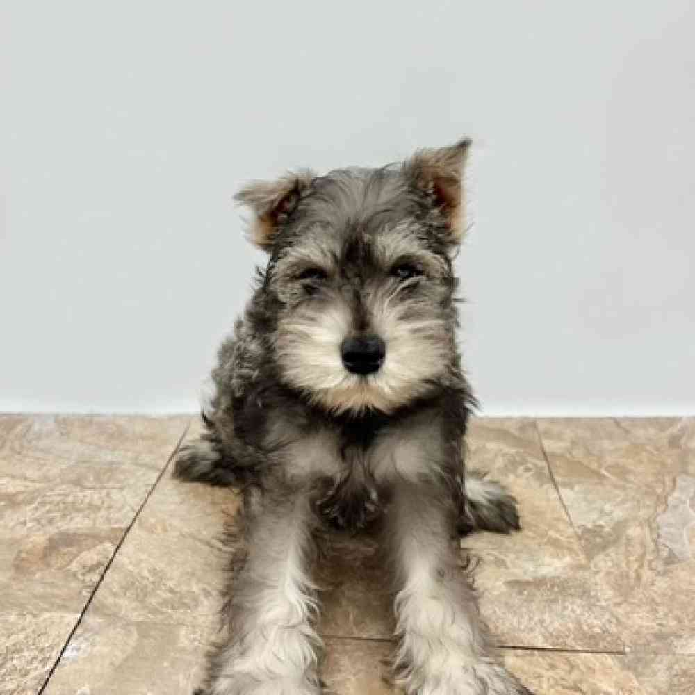 Male Mini Schnauzer Puppy for Sale in Cedar City, UT