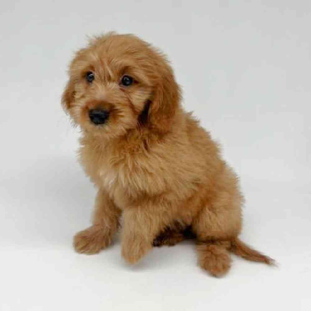 Female Goldendoodle mini-Mini Poodle Puppy for Sale in Las Vegas, NV